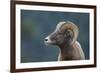 Bighorn Sheep-DLILLC-Framed Photographic Print