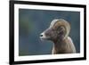 Bighorn Sheep-DLILLC-Framed Photographic Print