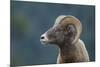 Bighorn Sheep-DLILLC-Mounted Photographic Print