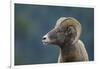 Bighorn Sheep-DLILLC-Framed Photographic Print