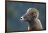 Bighorn Sheep-DLILLC-Framed Photographic Print