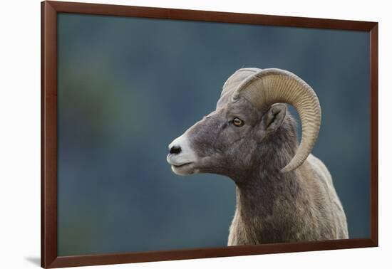 Bighorn Sheep-DLILLC-Framed Photographic Print