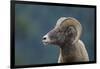 Bighorn Sheep-DLILLC-Framed Photographic Print