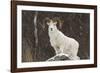 Bighorn Sheep-null-Framed Photographic Print