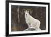 Bighorn Sheep-null-Framed Photographic Print