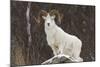 Bighorn Sheep-null-Mounted Photographic Print