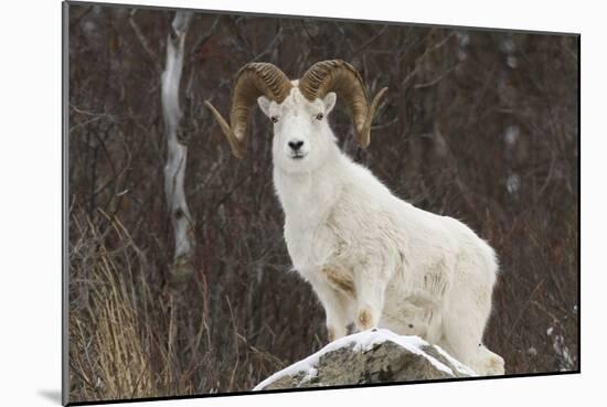 Bighorn Sheep-null-Mounted Photographic Print