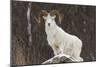 Bighorn Sheep-null-Mounted Photographic Print