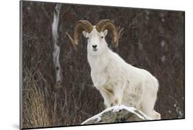 Bighorn Sheep-null-Mounted Photographic Print