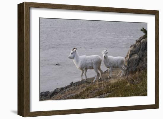 Bighorn Sheep-null-Framed Photographic Print