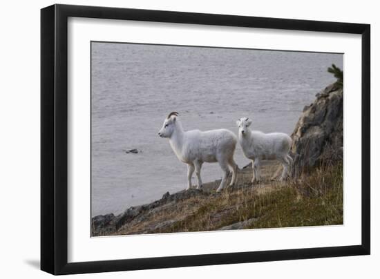 Bighorn Sheep-null-Framed Photographic Print