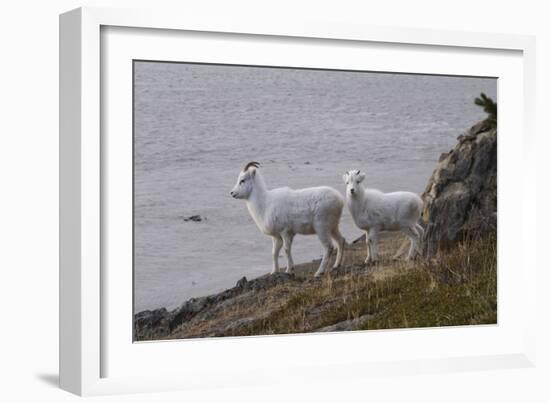 Bighorn Sheep-null-Framed Photographic Print