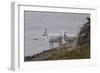Bighorn Sheep-null-Framed Photographic Print