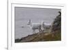 Bighorn Sheep-null-Framed Photographic Print