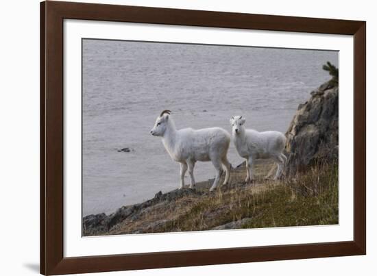 Bighorn Sheep-null-Framed Photographic Print