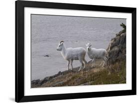 Bighorn Sheep-null-Framed Photographic Print