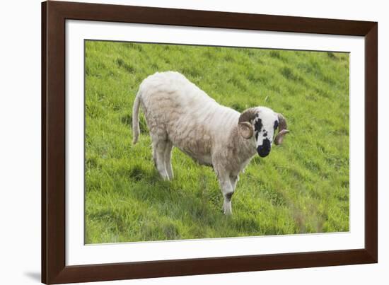 Bighorn Sheep-null-Framed Photographic Print