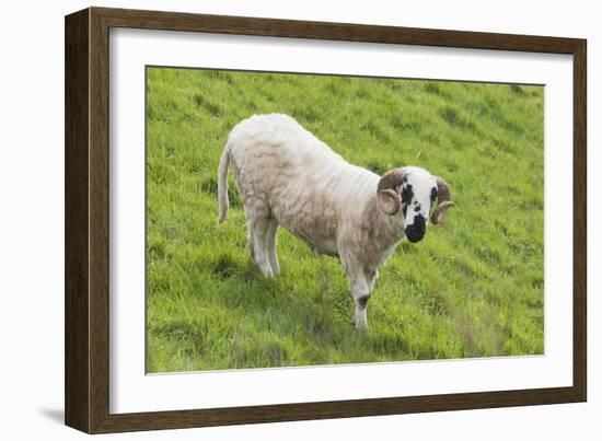 Bighorn Sheep-null-Framed Photographic Print