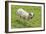 Bighorn Sheep-null-Framed Photographic Print