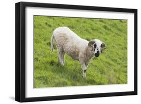 Bighorn Sheep-null-Framed Photographic Print