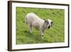 Bighorn Sheep-null-Framed Photographic Print