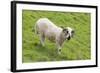 Bighorn Sheep-null-Framed Photographic Print