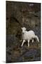 Bighorn Sheep-null-Mounted Photographic Print