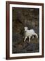 Bighorn Sheep-null-Framed Photographic Print