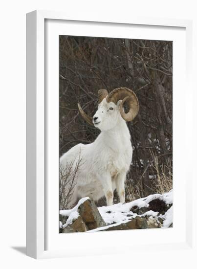 Bighorn Sheep-null-Framed Photographic Print