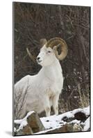 Bighorn Sheep-null-Mounted Photographic Print