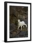 Bighorn Sheep-null-Framed Photographic Print