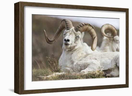 Bighorn Sheep-null-Framed Photographic Print