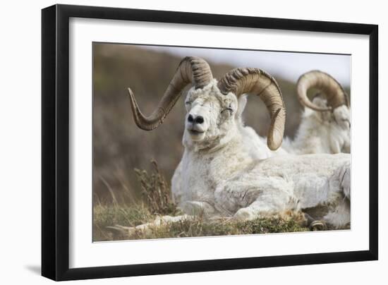 Bighorn Sheep-null-Framed Photographic Print