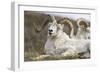 Bighorn Sheep-null-Framed Photographic Print