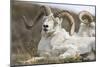 Bighorn Sheep-null-Mounted Photographic Print