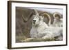 Bighorn Sheep-null-Framed Photographic Print