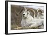 Bighorn Sheep-null-Framed Photographic Print