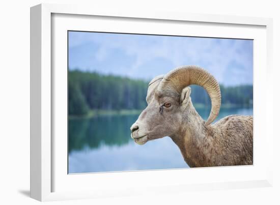 Bighorn Sheep-null-Framed Photographic Print