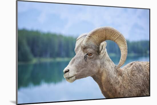 Bighorn Sheep-null-Mounted Photographic Print