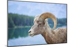 Bighorn Sheep-null-Mounted Photographic Print