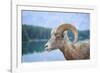 Bighorn Sheep-null-Framed Photographic Print