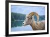 Bighorn Sheep-null-Framed Photographic Print