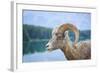 Bighorn Sheep-null-Framed Photographic Print