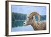 Bighorn Sheep-null-Framed Photographic Print