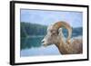 Bighorn Sheep-null-Framed Photographic Print