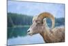 Bighorn Sheep-null-Mounted Photographic Print