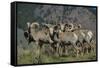 Bighorn sheep.-Richard Wright-Framed Stretched Canvas
