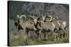 Bighorn sheep.-Richard Wright-Stretched Canvas