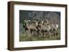 Bighorn sheep.-Richard Wright-Framed Photographic Print