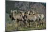 Bighorn sheep.-Richard Wright-Mounted Photographic Print